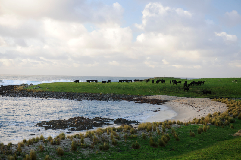 cattle grazing near beach next to the ocean