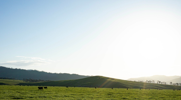 grassy hills with cattle grazing