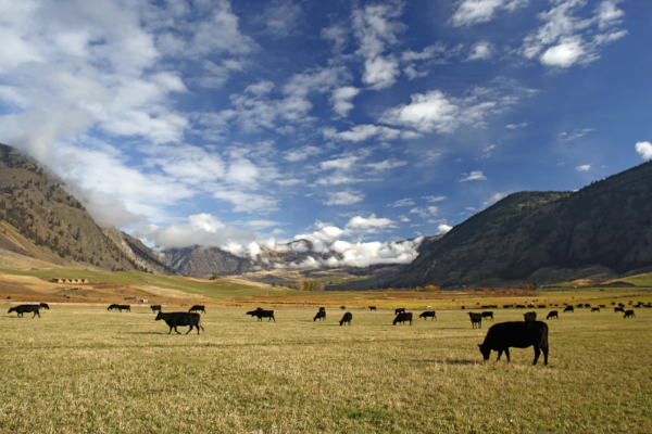 Snake River Farms mountain ranch with cattle grazing