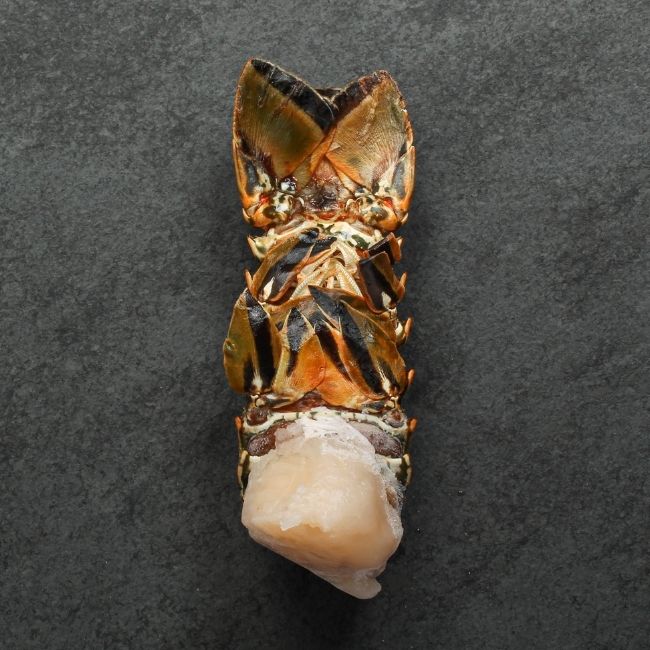 overhead view of the underside of a raw, frozen Cuban lobster tail